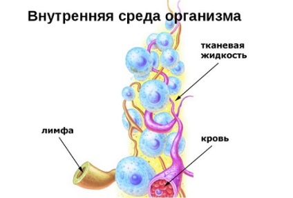 Adaptarea principalelor cauze ale încălcării sale și modalități de a le elimina