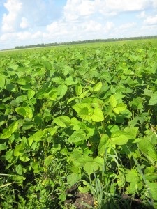 Agrotime - soia - o cultură a creșterii economice eficiente
