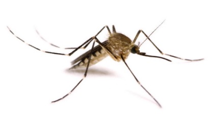 Alergie la mușcăturile de țânțari