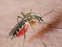 Allergiás a falatok a szúnyogok, a tünetek és kezelések