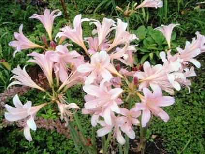 Amaryllis belladonna a kertben, kerti virágok (tanya)