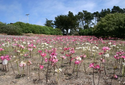 Amaryllis aterizare și îngrijire la domiciliu și grădină