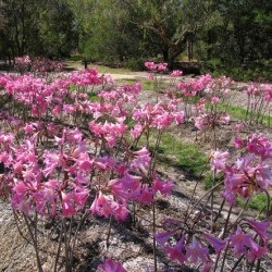 Amaryllis grădinărit de plantare și de creștere în aer comportament în aer liber în design peisaj, fotografie