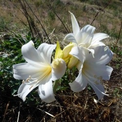 Amaryllis grădinărit de plantare și de creștere în aer comportament în aer liber în design peisaj, fotografie