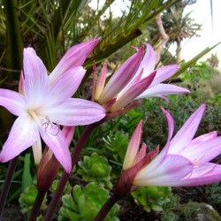 Amaryllis grădinărit de plantare și de creștere în aer comportament în aer liber în design peisaj, fotografie