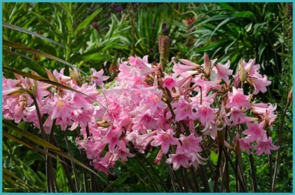 Amaryllis grădinărit de plantare și de creștere în aer comportament în aer liber în design peisaj, fotografie