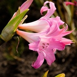 Amaryllis grădinărit de plantare și de creștere în aer comportament în aer liber în design peisaj, fotografie