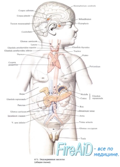 Anatomia glandei timus