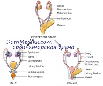 Anatomia ovarilor