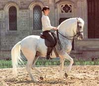 Calul Andaluz - legenda spaniolă - reprezentăm rasa - lumea ecvestră