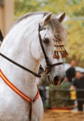 Calul Andaluz - legenda spaniolă - reprezentăm rasa - lumea ecvestră