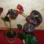 Creșterea și îngrijirea Anthurium la domiciliu