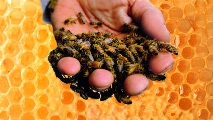 Apiterapiya osteochondrosis, hogyan kell alkalmazni a kezelés a méhek
