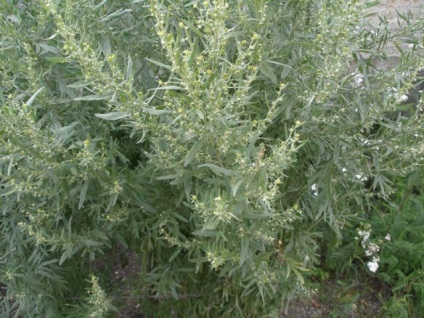 Artemisia, pelinul - protecția împotriva forțelor răului, clarviziunea