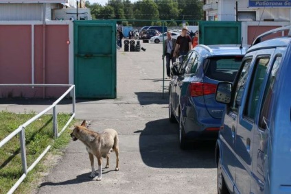 Piața auto în gomel