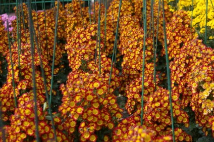 Crizantema minge 2015
