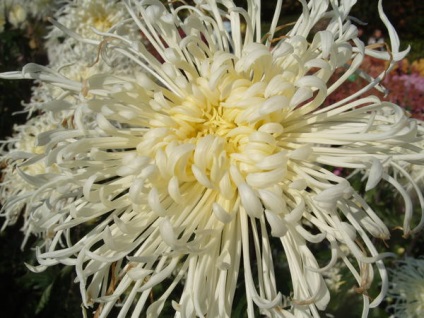 Crizantema minge 2015