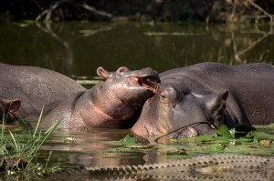 Hipopotam sau hipopotam - fotografie, video, descriere, animale