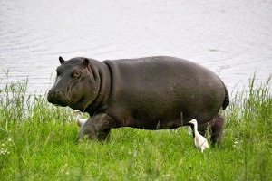 Hipopotam sau hipopotam - fotografie, video, descriere, animale