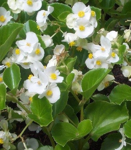 Begonia este mereu înfloritoare - plantarea, îngrijirea și reproducerea plantei