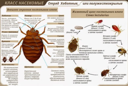 Lenjerie de buze mușcături și cum să scapi