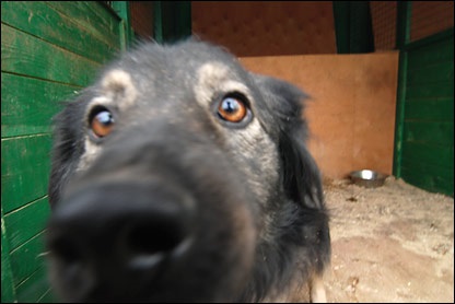 BBC, Rusia, fără o locuință cum să fii cu câinii fără stăpân