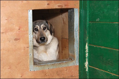BBC, Rusia, fără o locuință cum să fii cu câinii fără stăpân