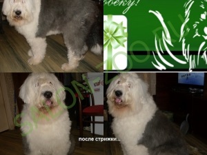 Bobtail (подстригване), срязване реверанс Reutov евтино