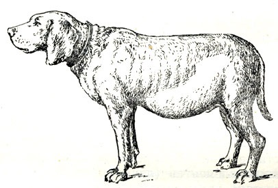 Boli ale peritoneului 1958 - bolile câinilor (ne-contagioase)
