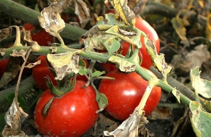 Boli de tomate în seră, fotografii și tratamentul acestora