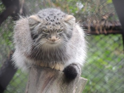 Nagy túra Novoszibirszk Zoo)