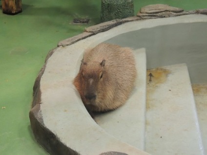 Nagy túra Novoszibirszk Zoo)