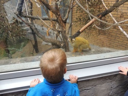 Excursie excelentă la grădina zoologică din Novosibirsk)