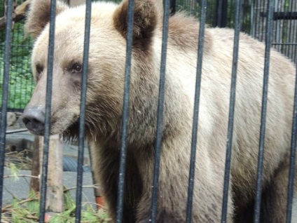 Nagy túra Novoszibirszk Zoo)