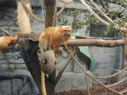 Excursie excelentă la grădina zoologică din Novosibirsk)