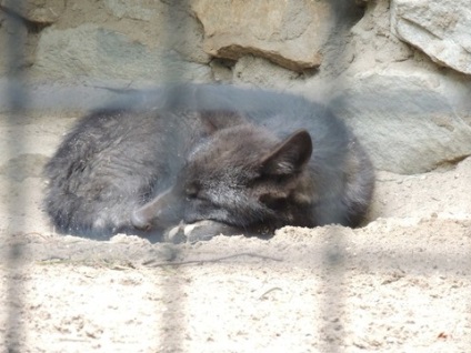 Nagy túra Novoszibirszk Zoo)