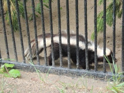 Nagy túra Novoszibirszk Zoo)