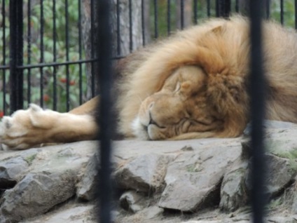 Nagy túra Novoszibirszk Zoo)