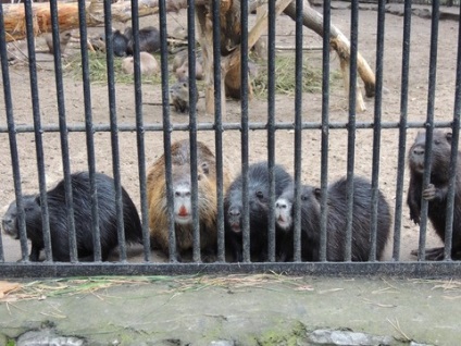 Nagy túra Novoszibirszk Zoo)