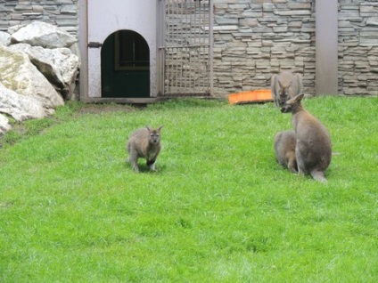 Nagy túra Novoszibirszk Zoo)