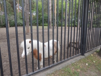 Nagy túra Novoszibirszk Zoo)