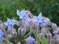 Borago - iarba de castravete - hacienda online