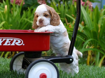 Lupta purici de la un spaniel