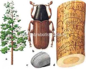 Controlarea gândacilor de copaci din conifere