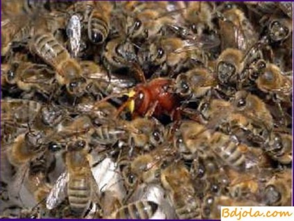 Combaterea atacului albinelor, întreținerea și reproducerea albinelor