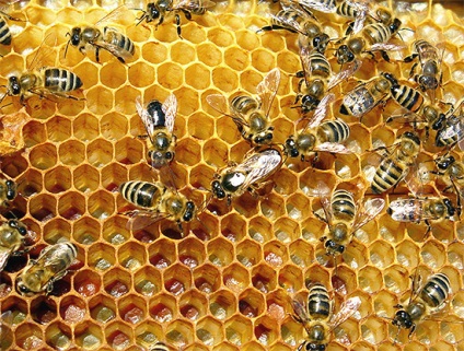 Lupta împotriva viespilor din stupină cum să salveze albinele de atacurile asupra stupilor lor