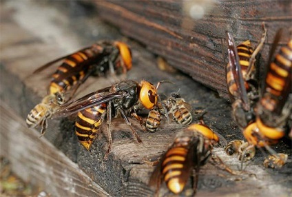 Lupta împotriva viespilor din stupină cum să salveze albinele de atacurile asupra stupilor lor
