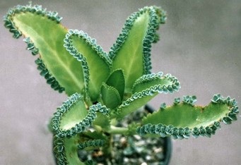 Briophyllum fotografie, îngrijire, reproducere și transplant
