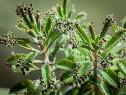 Briophyllum fotografie, tipuri și moduri de îngrijire a unei plante