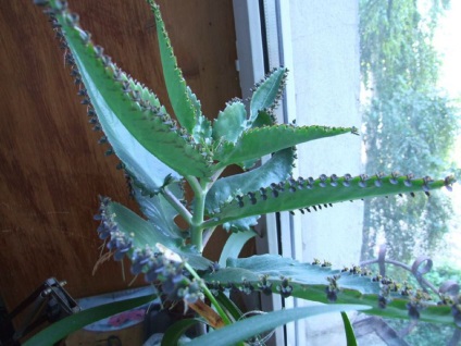 Briophyllum fotografie, tipuri și moduri de îngrijire a unei plante